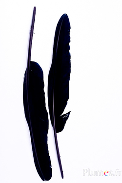 Cygne - 33-38 cm - noir